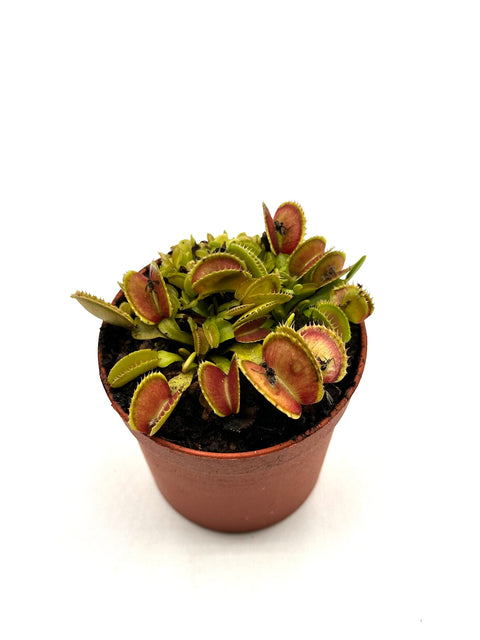 Dionaea Muscipula "Isistius"
