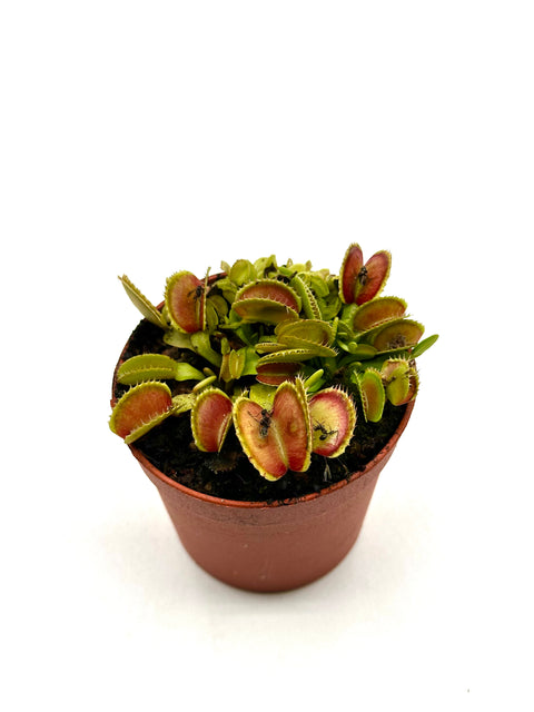Dionaea Muscipula "Isistius"