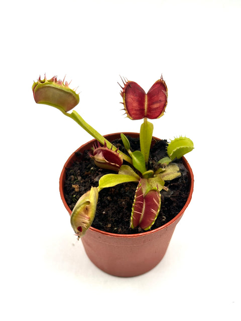 Dionaea Muscipula "Strange Teeth" (Caput Mundi Labs)