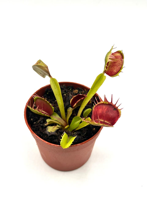 Dionaea Muscipula "Strange Teeth" (Caput Mundi Labs)