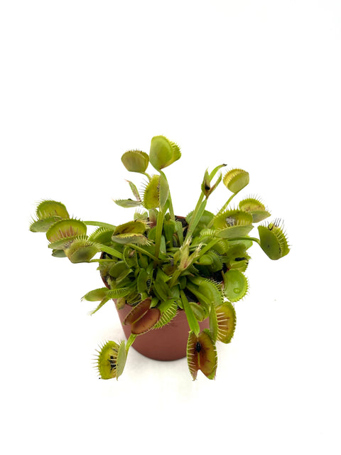 Dionaea Muscipula "Ercole" (Caput Mundi Labs)