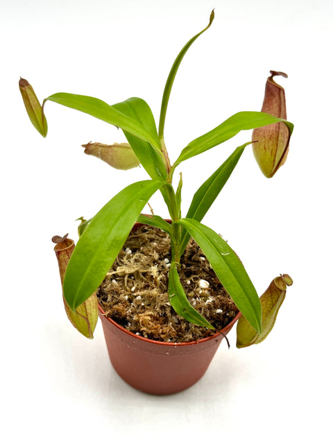 Nepenthes Eustachya