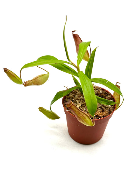 Nepenthes Eustachya