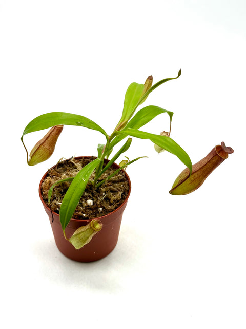 Nepenthes Eustachya