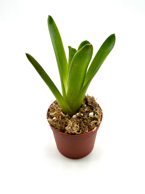 Brocchinia Reducta