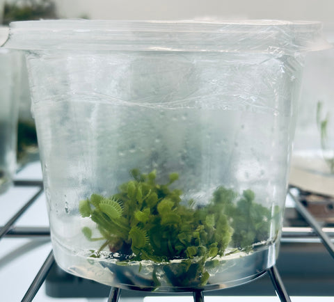 Perché coltivare in vitro?