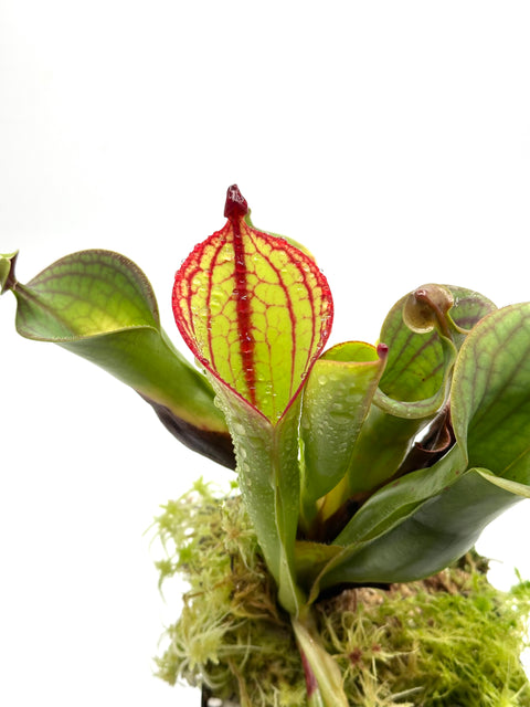 Heliamphora "Macdonaldae"