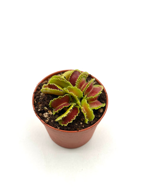 Dionaea Muscipula "Kim Jong-Il"
