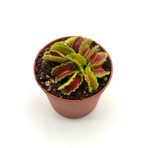 Dionaea Muscipula "Kim Jong-Il"