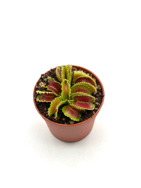 Dionaea Muscipula "Kim Jong-Il"
