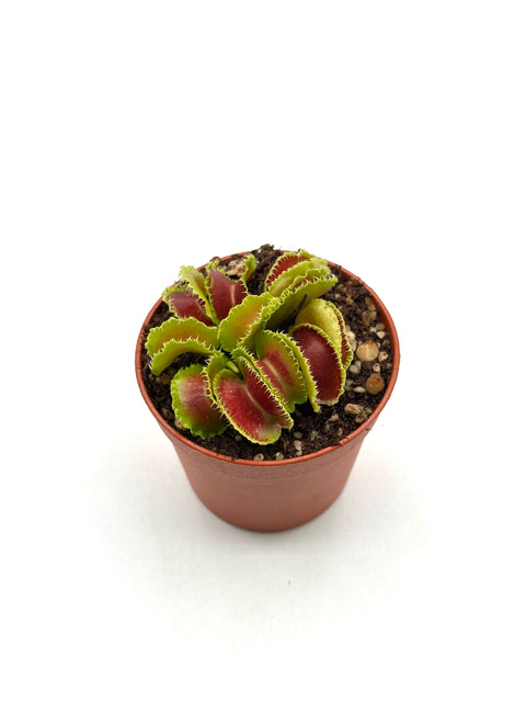 Dionaea Muscipula "Kim Jong-Il"