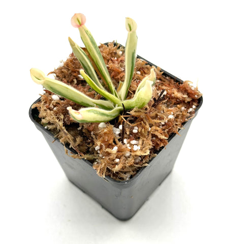 Heliamphora "Flamingo"