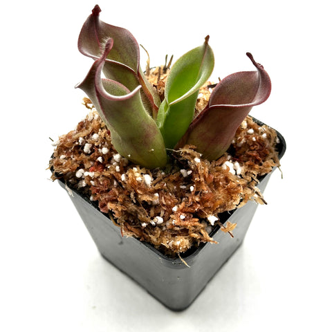 Heliamphora ciliata {Gran Sabana, Venezuela}