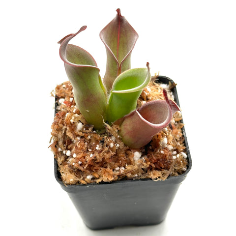 Heliamphora ciliata {Gran Sabana, Venezuela}