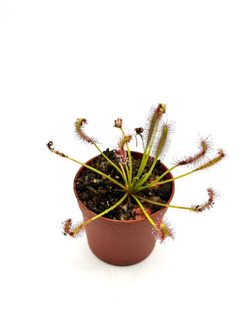 Drosera Capensis