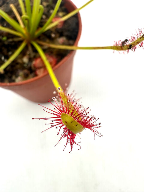 Drosera Capensis