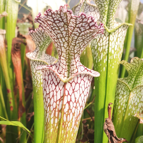 Sarracenia L-17-MK - Sarracenia leucophylla Gulf Breeze, Florida - WS (PM)