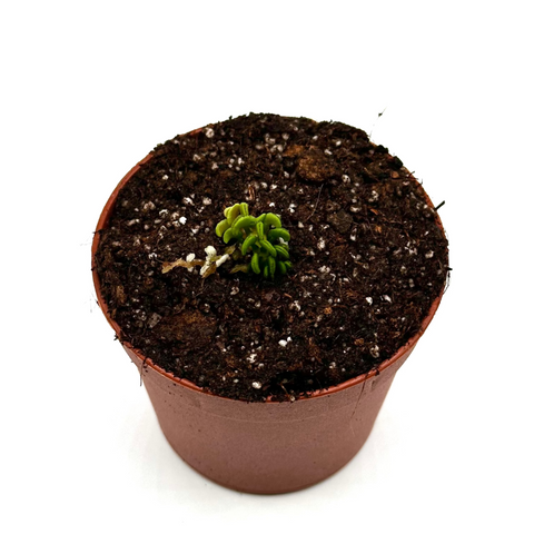 Dionaea Muscipula "Cudo"