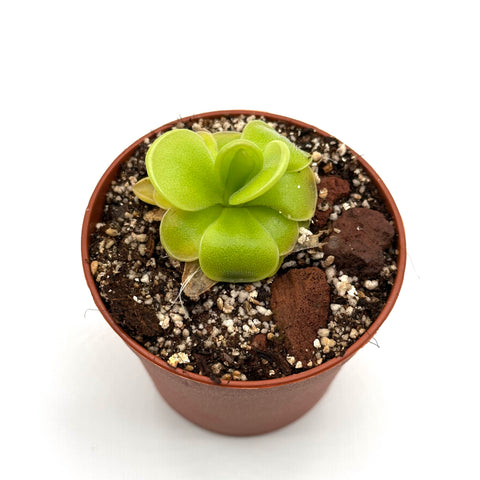 Pinguicula ibarrae