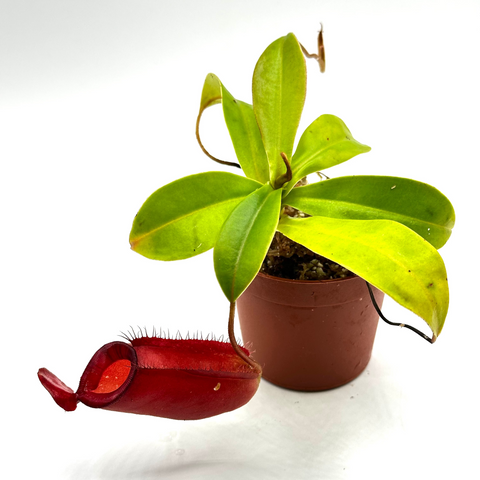 Nepenthes Eustachya 
