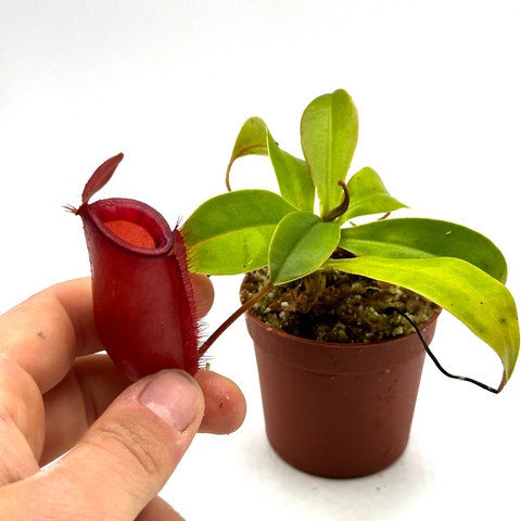 Nepenthes Eustachya 