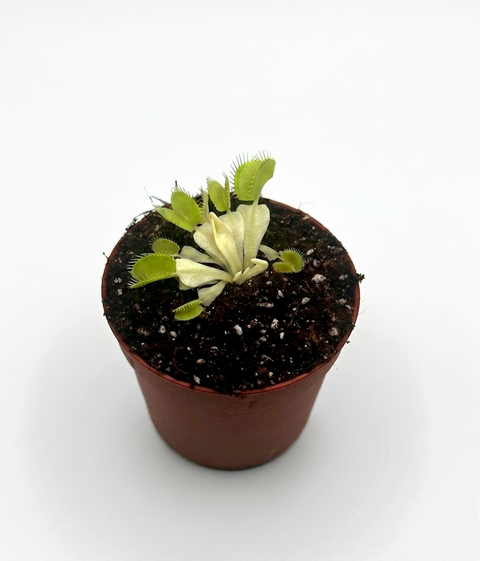 Dionaea Muscipula "Revers Ghost" (Caput Mundi Labs)