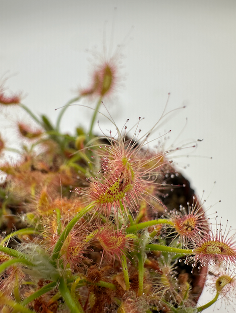 Drosera