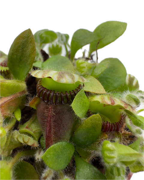 Cephalotus