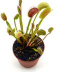 Dionaea Muscipula "Classic"
