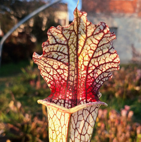 Sarracenia leucophylla Alba x lynda butt #10