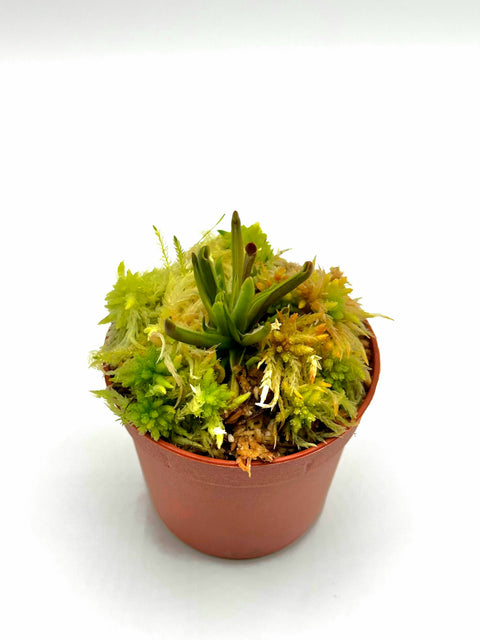 Heliamphora minor