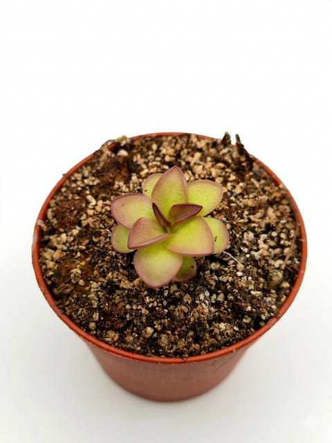 Pinguicula laueana