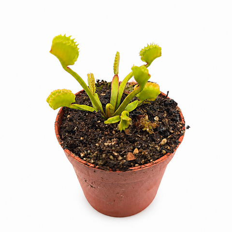 Dionaea muscipula "Lycan Abyss" (Caput Mundi Labs)