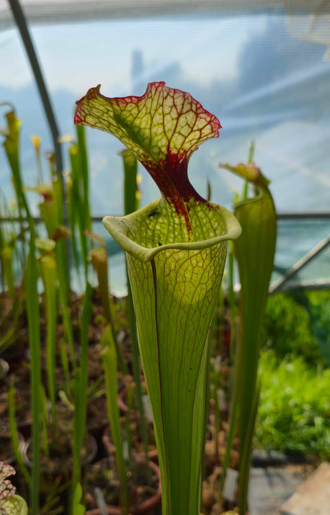 Sarracenia × moorei 'Leah Wilkerson'