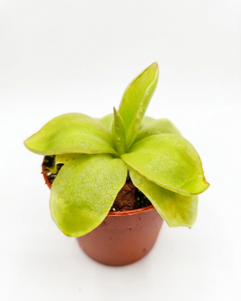 Pinguicula × Gina