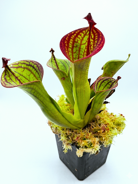 Heliamphora Macdonaldae
