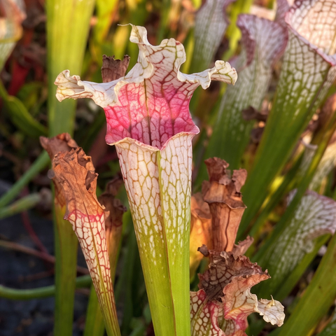 Sarracenia Pantera Rosa