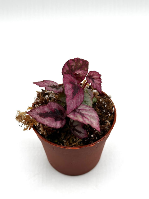 Begonia rex (red form)