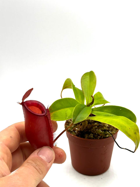 Nepenthes Eustachya 