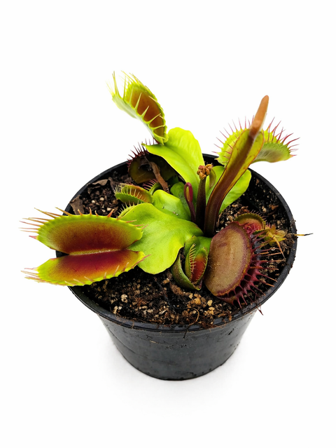 Dionaea muscipula Prometeo (Caput Mundi Labs)