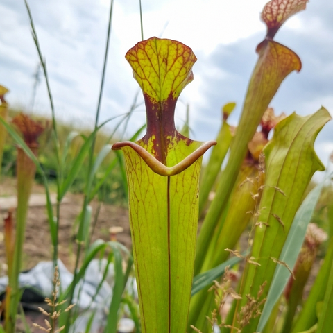 Sarracenia "small lid"