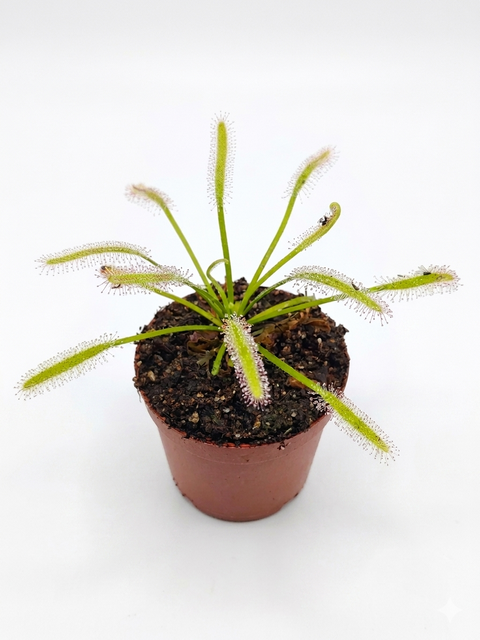 Drosera capensis "Alba"