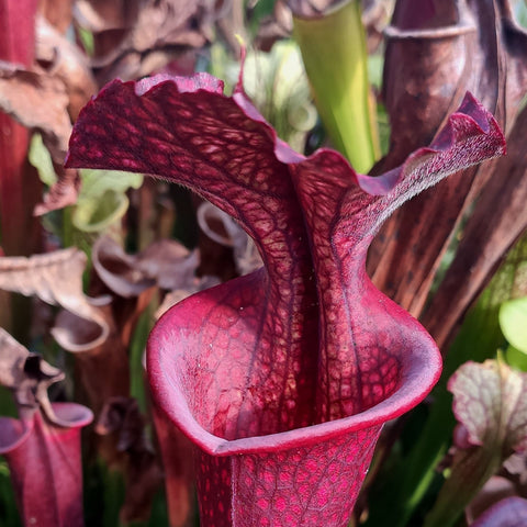 Sarracenia x "Ametista" (f22giant x leucophylla sun)