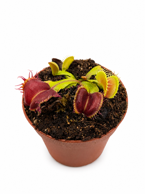 Dionaea muscipula Curly teeth