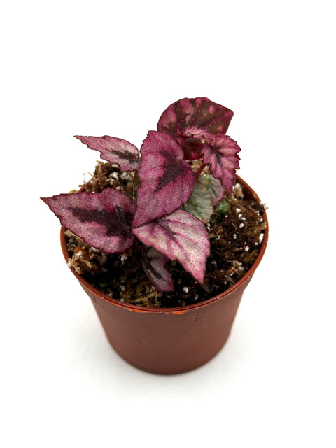 Begonia rex (red form)