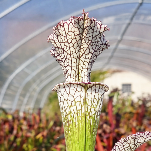 Sarracenia leucophylla pubescens CK