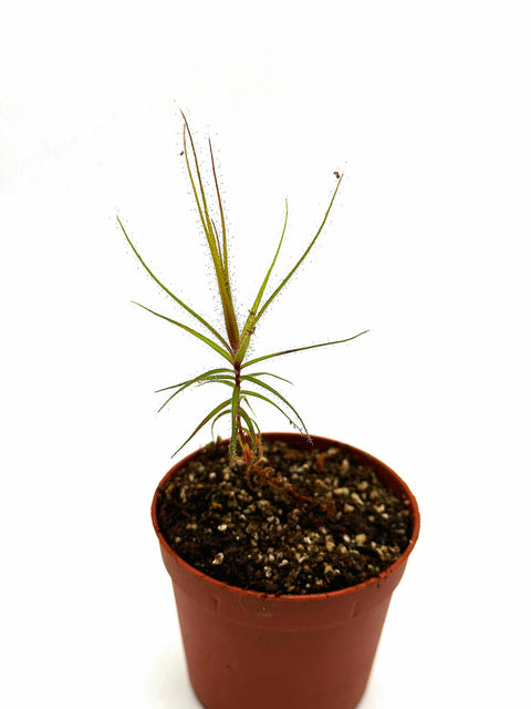 Roridula gorgonias