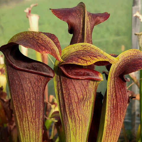 Sarracenia "Obsidian Giant" (a28 x a60 #5)