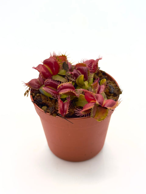 Dionaea muscipula Curly teeth