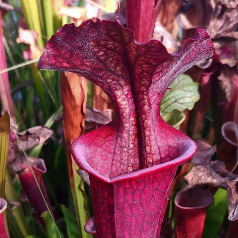 Sarracenia x "Ametista" (f22giant x leucophylla sun)